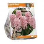 Baltus Hyacinthus Fondante bloembollen per 3 stuks